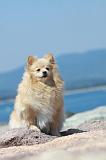 SPITZ ALLEMAND 384